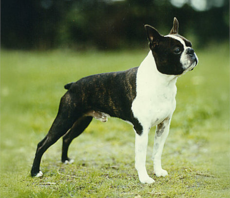 † Ch. Oelandica's Othelo