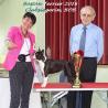 images/bildergalerie/cs2016/BOB_Clubsiegerin_Boston_Terrier__2016.jpg
