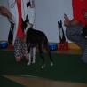 images/bildergalerie/cs2017/DSC_0069.jpg