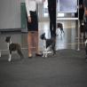 images/bildergalerie/wds2017/DSC_0012.jpg