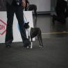 images/bildergalerie/wds2017/DSC_0017.jpg