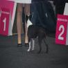 images/bildergalerie/wds2017/DSC_0022.jpg