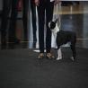 images/bildergalerie/wds2017/DSC_0025.jpg