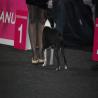 images/bildergalerie/wds2017/DSC_0028.jpg