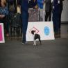 images/bildergalerie/wds2017/DSC_0038.jpg