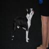 images/bildergalerie/wds2017/DSC_0044.jpg