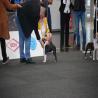 images/bildergalerie/wds2017/DSC_0045.jpg