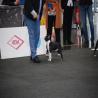 images/bildergalerie/wds2017/DSC_0046.jpg