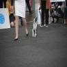images/bildergalerie/wds2017/DSC_0047.jpg