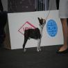 images/bildergalerie/wds2017/DSC_0050.jpg