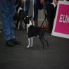 images/bildergalerie/wds2017/DSC_0053.jpg