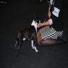 images/bildergalerie/wds2017/DSC_0061.jpg