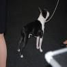 images/bildergalerie/wds2017/DSC_0086.jpg