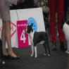 images/bildergalerie/wds2017/DSC_0100.jpg