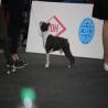 images/bildergalerie/wds2017/DSC_0103.jpg