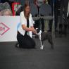 images/bildergalerie/wds2017/DSC_0108.jpg