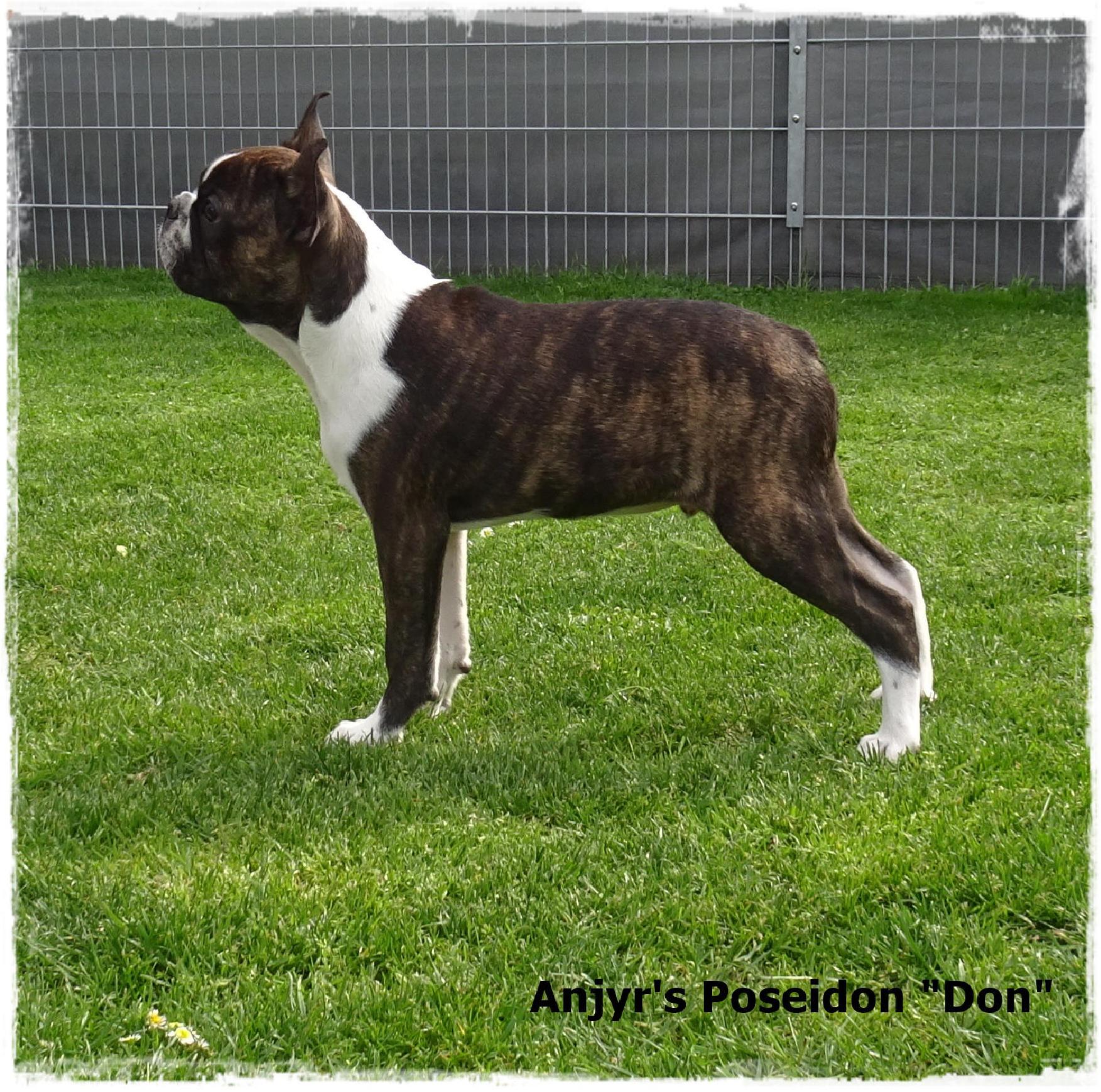Anjyrs POSEIDON