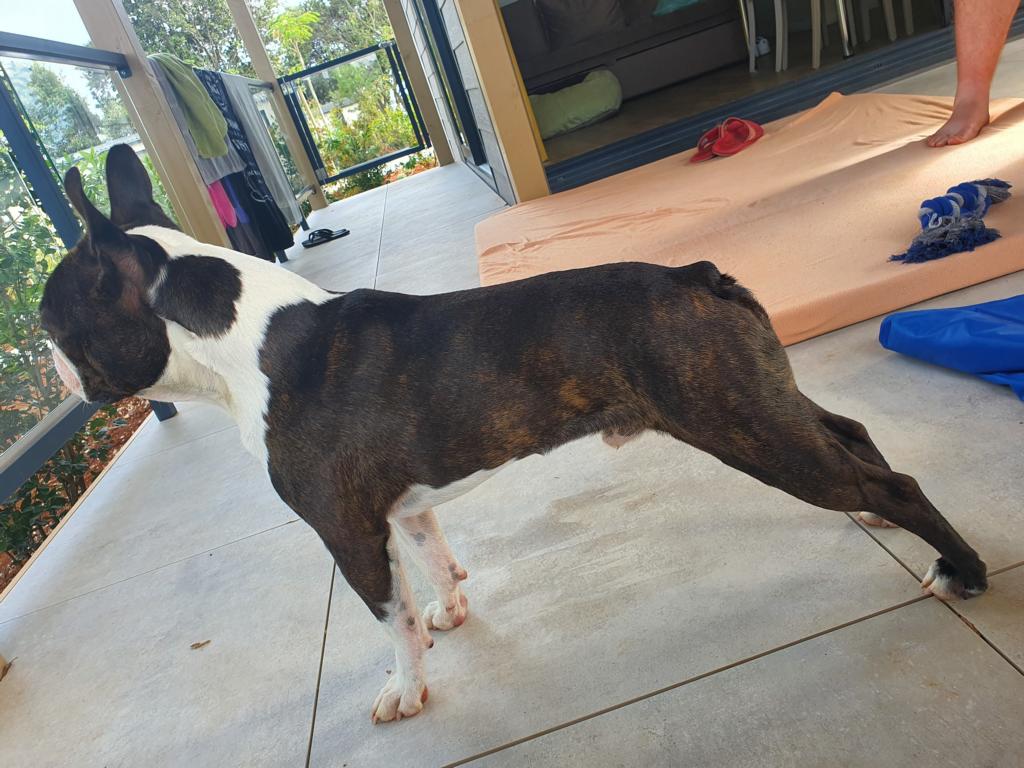 KARLOS von der Bostonvilla