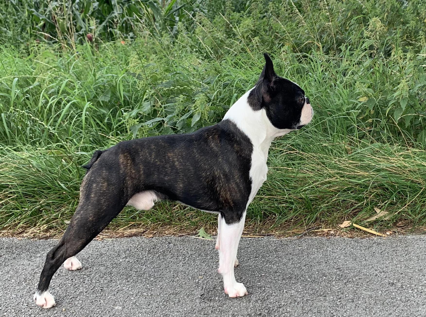 PAQUITO vom Vagabunden