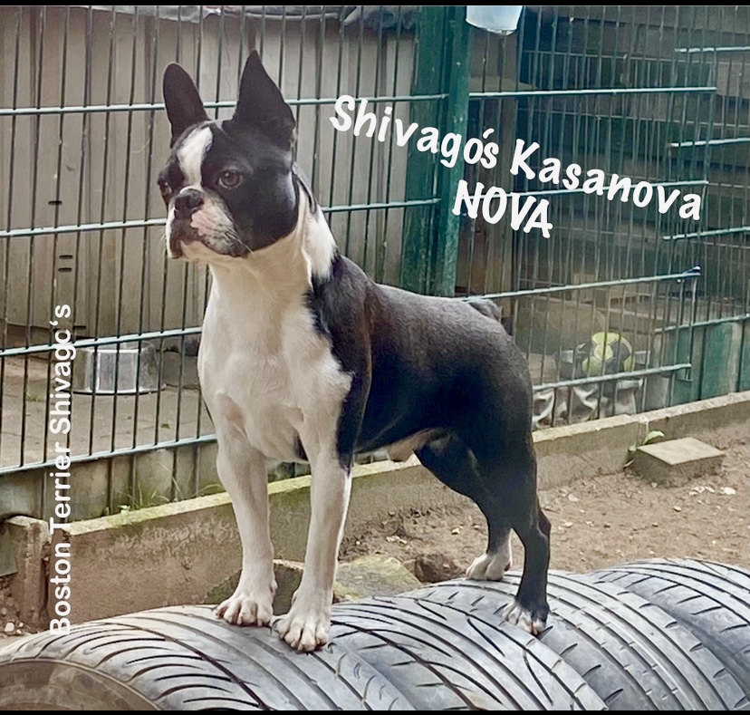 Shivagos KASANOVA