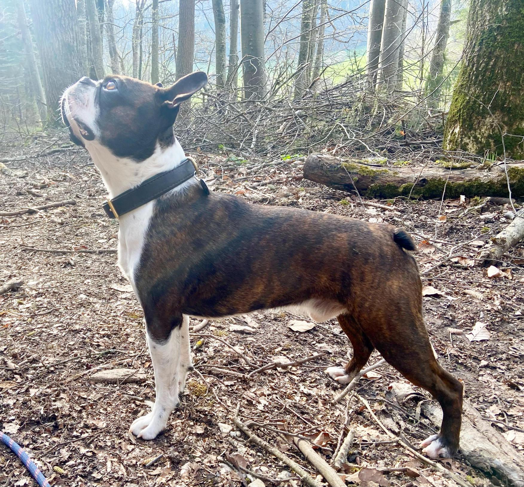 Zanetas Love CHARLIE